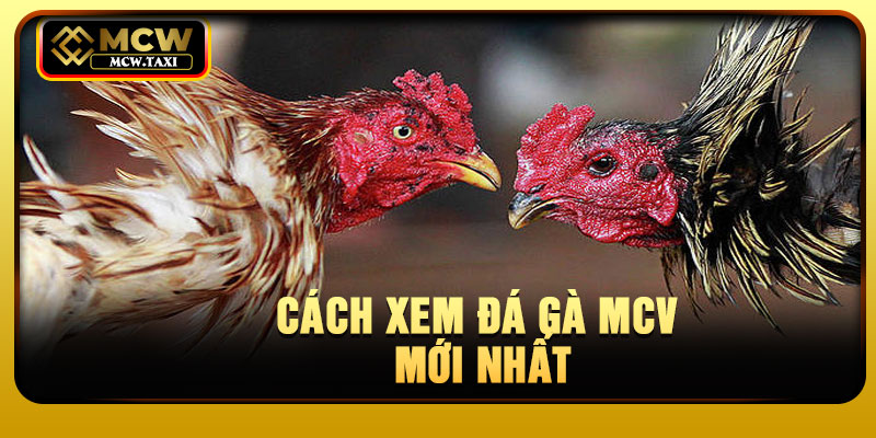 Cách xem đá gà MCV mới nhất
