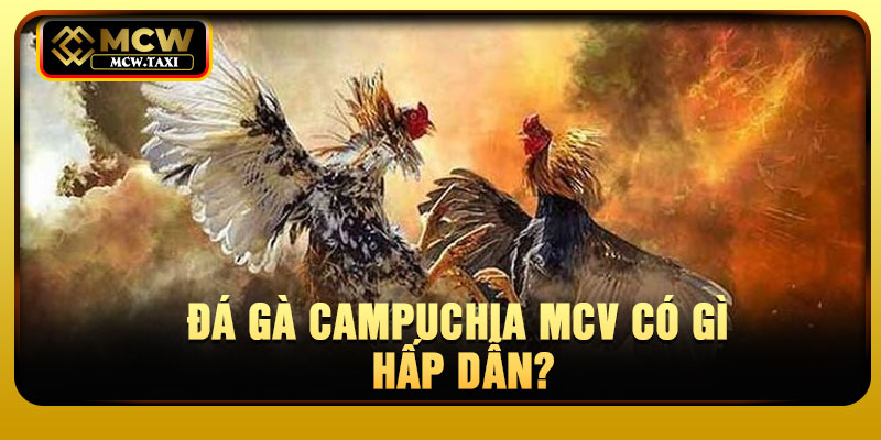 Đá gà Campuchia MCV có gì hấp dẫn?