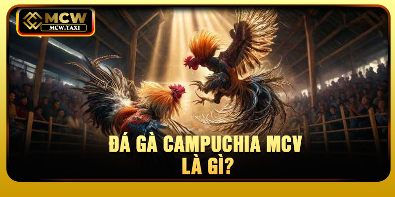 Đá gà Campuchia MCV là gì?