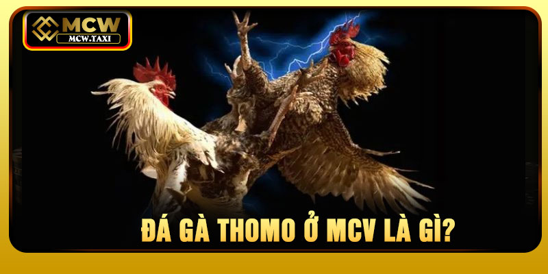 Đá gà Thomo ở MCV là gì?