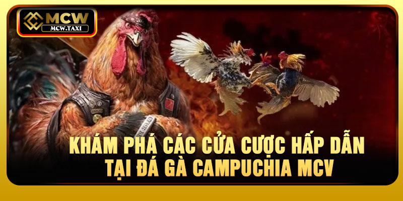 Khám phá các cửa cược hấp dẫn tại Đá gà Campuchia MCV