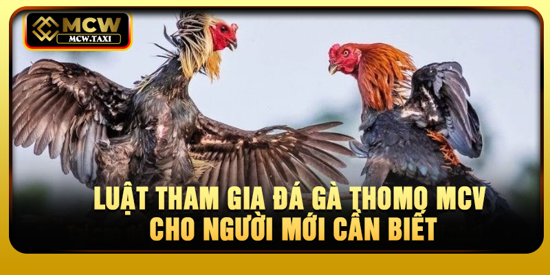 Luật tham gia đá gà Thomo MCV cho người mới cần biết