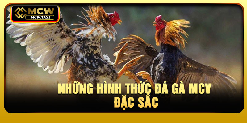 Những hình thức đá gà mcv đặc sắc