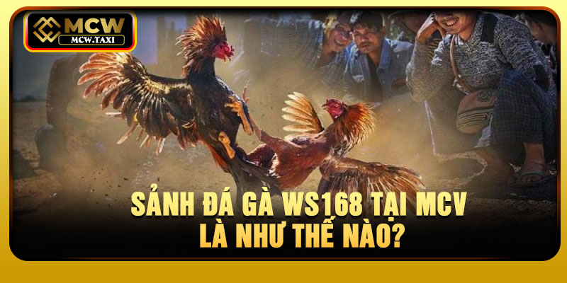 Sảnh đá gà WS168 tại MCV là như thế nào?