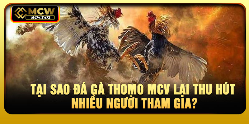 Tại sao đá gà Thomo MCV lại thu hút nhiều người tham gia?