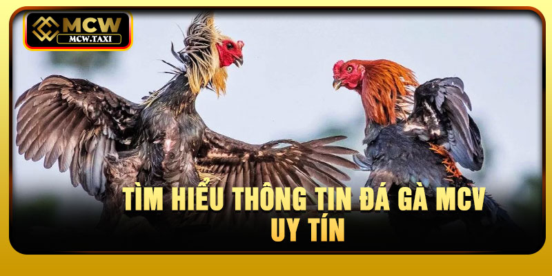 Tìm hiểu thông tin đá gà mcv uy tín